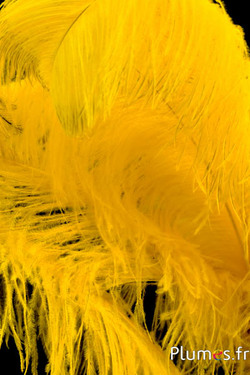 Autruche premium - 50-60 cm - jaune doré